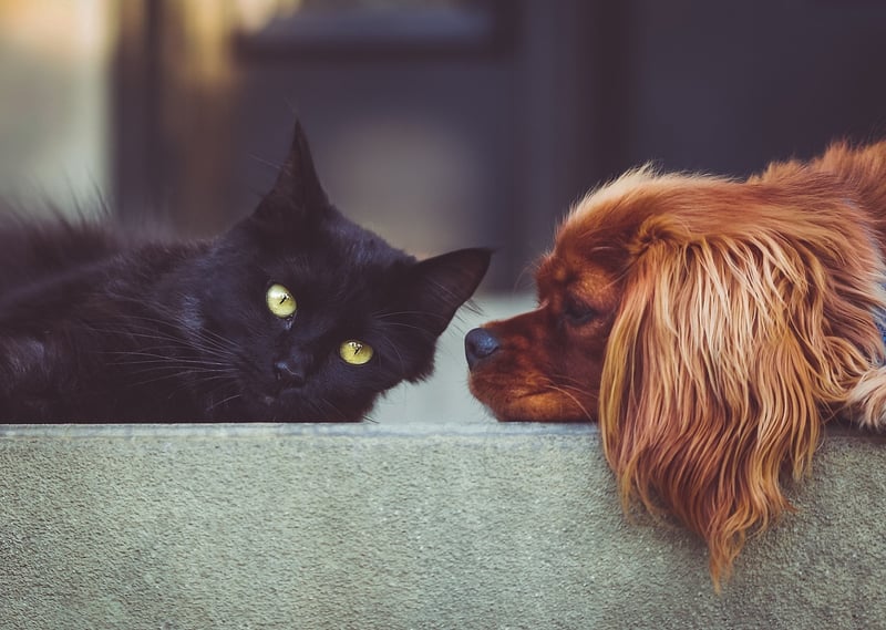 Friends
